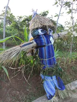 Scarecrows are made of straw wrapped in human clothing 스톡 사진