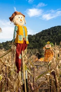 Scarecrows in a Corn Field Stock Photos