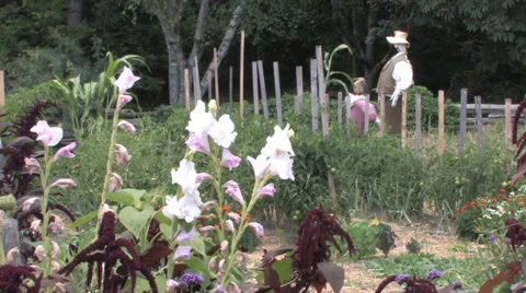 Scarecrows Stock Footage 31867333