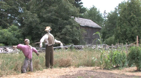 Scarecrows Stock Footage 31867363
