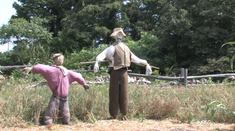 Scarecrows Stock Footage 31867656