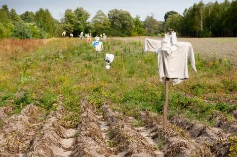 Scarecrows in ground on field in Poland Foto stock