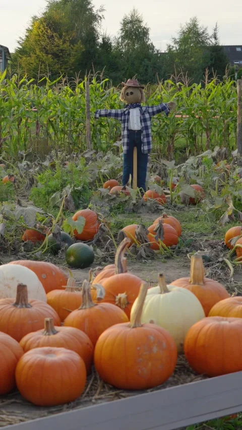 Scarecrows guarding pumpkins in a halloween patch. Vertical video Stock-Footage 347930088
