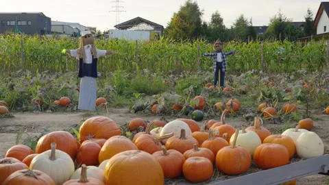 Scarecrows guarding a rural pumpkin patch farm before halloween Stock-Footage 347202259