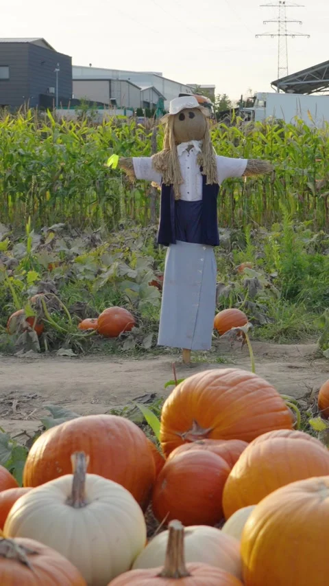 Scarecrows guarding a rural pumpkin patch farm before halloween Stock-Footage 347321097