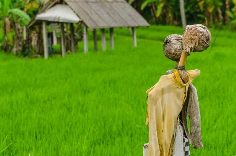 Scarecrows rice field Stock Photos