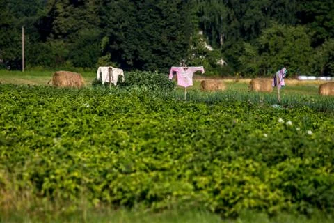 Scarecrows in the vegetable garden Stock Photos