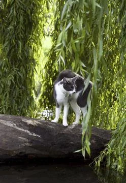 Scared aggressive cat outdoors Stock Photos