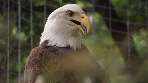 Scared American Eagle looking around and breathing hard in a cage. Stock-Footage 115960353