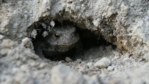 Scared and curious European Toad Frog, Bufo bufo Video stock 11298368
