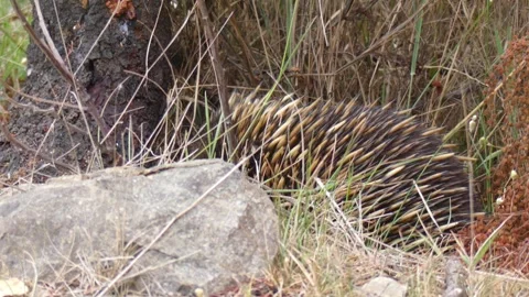 Scared australia Echidna looking around spooked into hiding by humans passing Stock Footage 331062635
