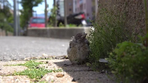 Scared bird on the street Stock Footage 64127062