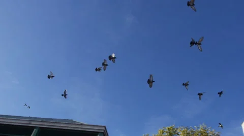 Scared birds 1 Stock Footage 43036053