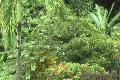 Scared Birds Fly Away 1 - Pest Footage