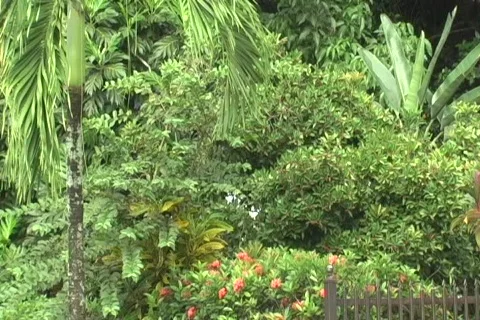 Scared Birds Fly Away 2 - Pest Stock Footage 877381