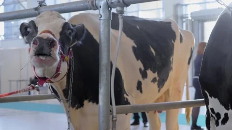 Scared black and white Holstein cow screaming at agricultural animal exhibition 스톡 동영상 161357189