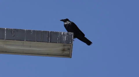 Scared Black Bird Crow Raven Rook Fly Flying Sitting Street Lamp Light Flight Stock Footage 35303381
