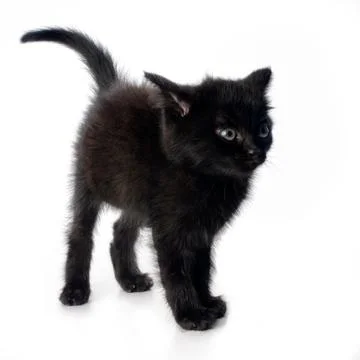 Scared black kitten Stock Photos