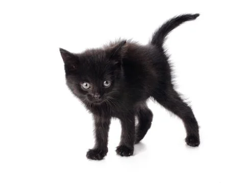 Scared black kitten Stock Photos