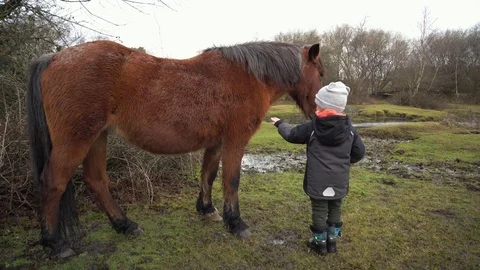 Scared Boy Touching A wild Horse Stock Footage 84316229