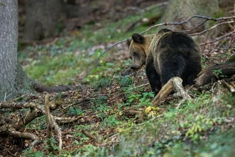 Scared brown bear going away and looking back in forest. Stock Photos