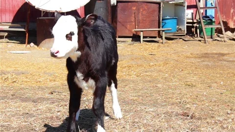 The scared calf on a farm Stock Footage 76115438