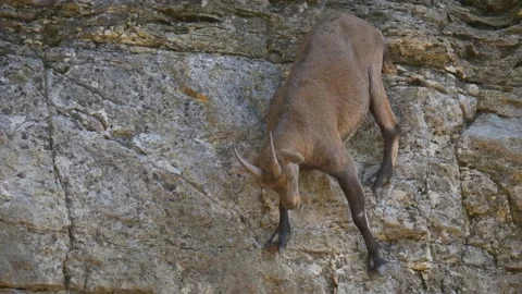 Scared Capra ibex hiking downhill the steep mountain rocks in slow motion. Stock Footage 141457955