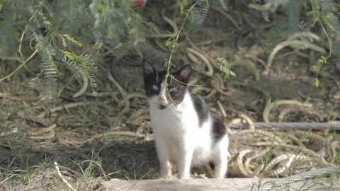 Scared cat Stock Footage 126573231