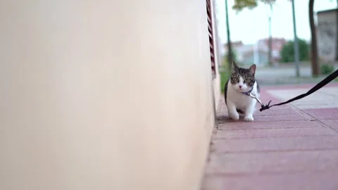 Scared cat icon. Funny gray kitten in fear