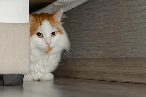 Scared cat hiding under bed, close-up Stock Photos