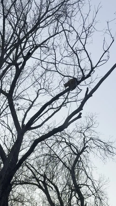 Scared Cat High in Tree Watching Another Cat Видео 344807532
