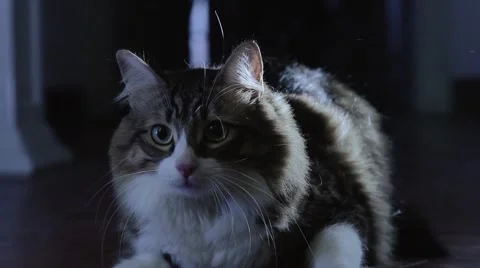 Scared cat, home, dark Video stock 46859361