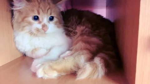 Scared cat with huge eyes Stock Footage 103362285