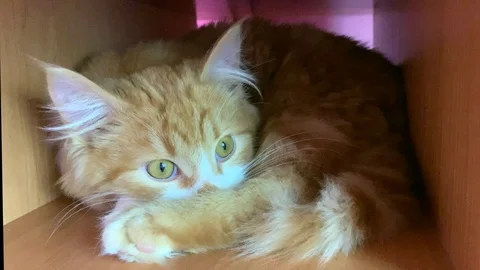 Scared cat with huge eyes Stock Footage 104615266