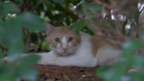 Scared Cat Looking At the Camera Stock Footage 333832554