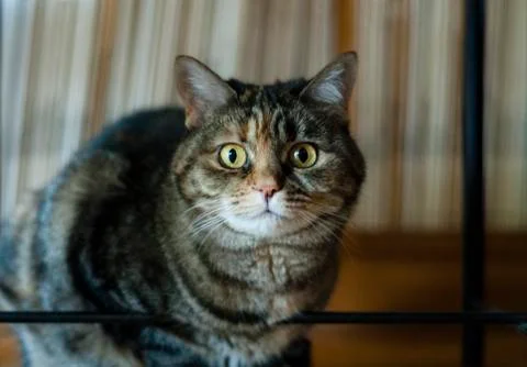 Scared Cat looking in camera Foto stock