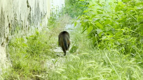 Scared Cat Runs Away Through Overgrown Grass Beside Old Wall Stock Footage 336363009