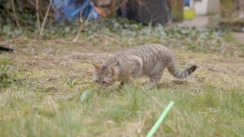 Scared Cat Slow Motion Video stock 127036454