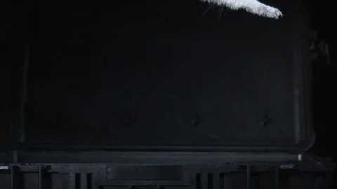 Scared cat splashes in the container filled with water in slow motion Stock Footage 99986438