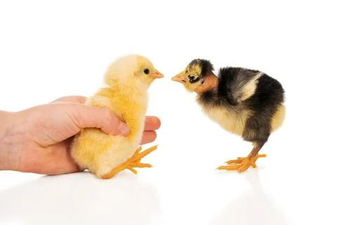 Scared chicken in hand Stock Photos