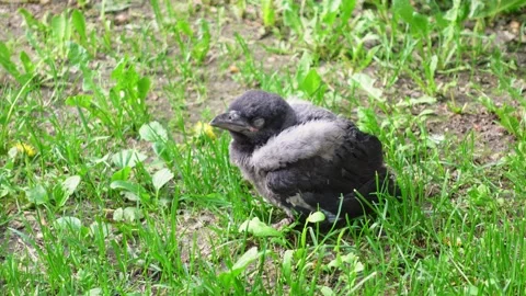 Scared crow chick is sitting in the grass after falling from the nest. Stock Footage 219905183