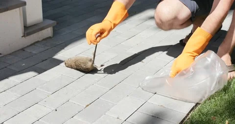 Scared by a dead rat while trying to pick it up 스톡 동영상 203609199