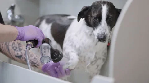 Scared dog in bath during washing, groomer is bathing mongrel dog in zoosalon or Видео 238436384