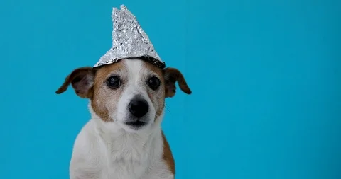 Scared dog in a foil hat Stock Footage 106797442