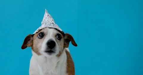 Scared dog in a foil hat 動画素材 107769361