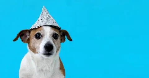Scared dog in a foil hat Fotos de archivo