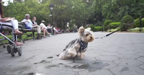 Scared Dog Vidéo 42660600