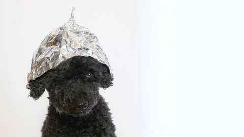 Scared dog with a tin foil hat, white background Video stock 132447915