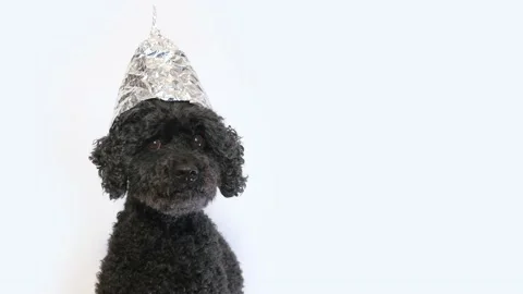 Scared dog with a tin foil hat, white background Stock Footage 132448044