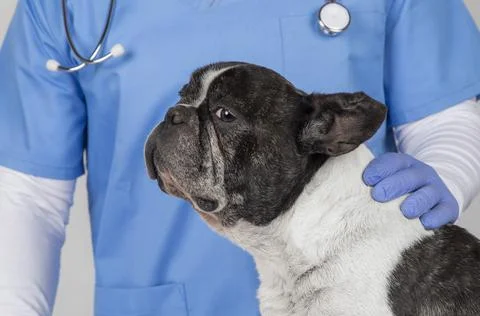 Scared dog at the veterinary surgery Stock Photos
